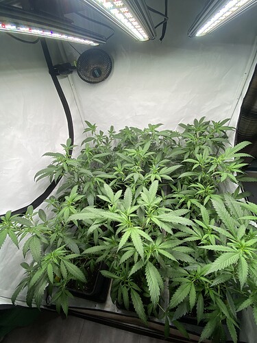 Growreport Bild 2