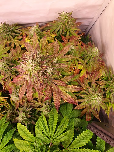 Growreport Bild 5