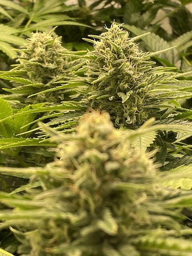 Growreport Bild 21