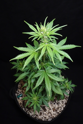 Growreport Bild 39