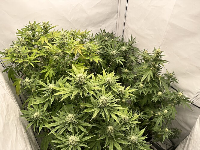 Growreport Bild 7