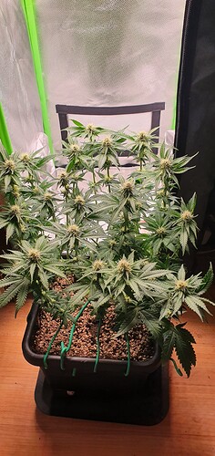 Growreport Bild 1