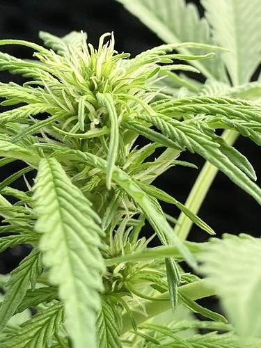 Growreport Bild 6