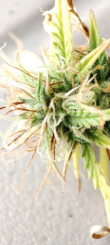 Growreport Bild 5