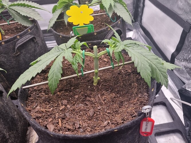 Growreport Bild 28