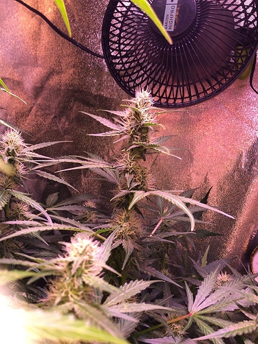 Growreport Bild 35
