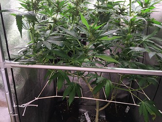 Growreport Bild 4