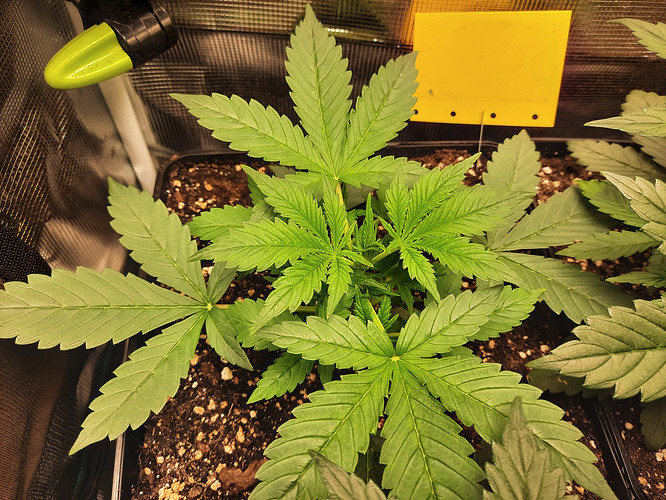 Growreport Bild 4