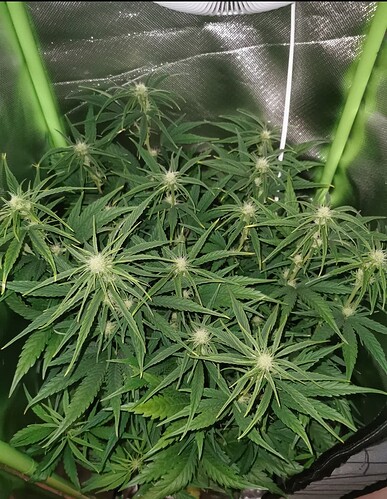 Growreport Bild 1