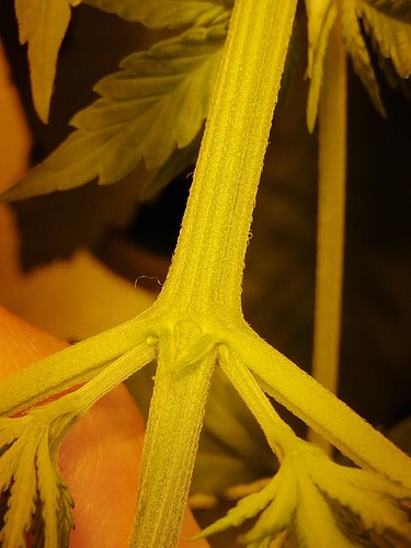 Growreport Bild 3