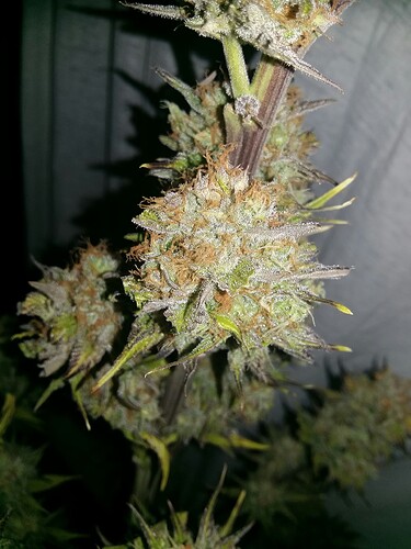 Growreport Bild 6