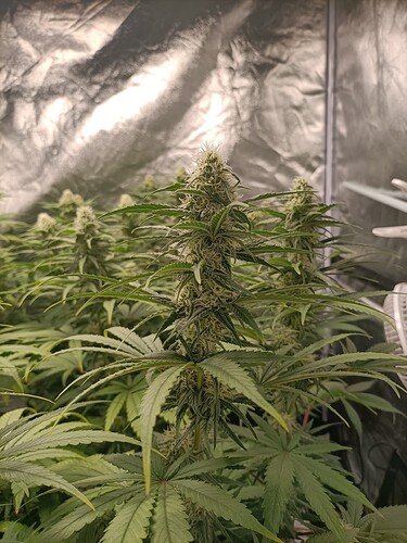 Growreport Bild 4