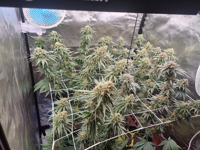 Growreport Bild 18