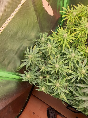 Growreport Bild 5
