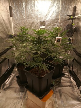 Growreport Bild 6