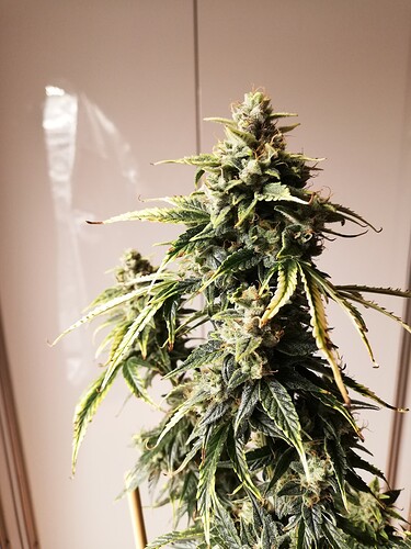 GG#1_240104-3
