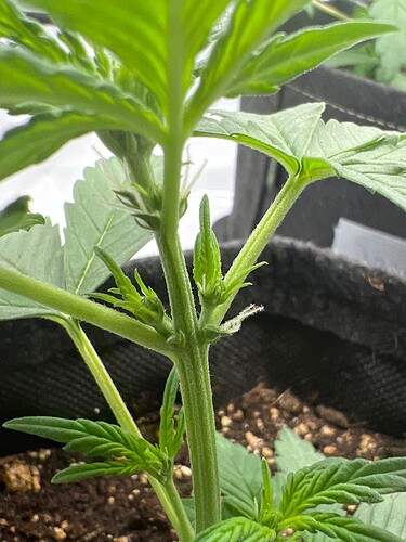 Growreport Bild 2