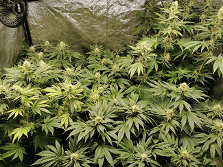 Growreport Bild 5