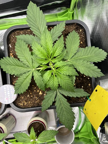 Growreport Bild 4