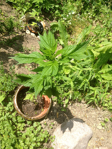 Growreport Bild 5
