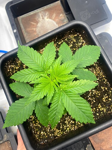 Growreport Bild 9