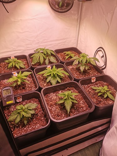 Growreport Bild 1