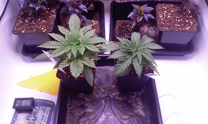 Growreport Bild 1
