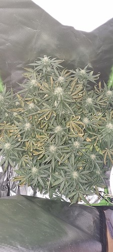 Growreport Bild 8