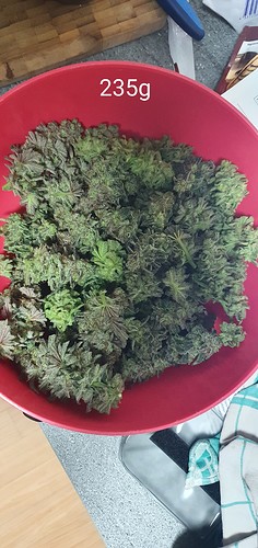 Growreport Bild 33