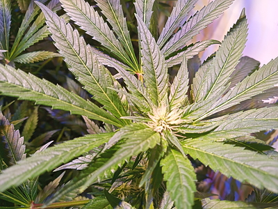 Growreport Bild 8