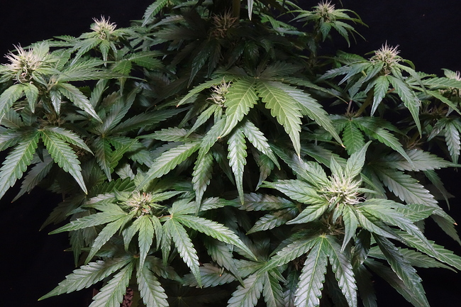 Growreport Bild 11