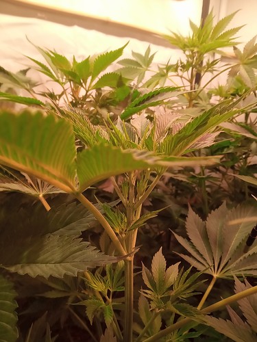 Growreport Bild 5