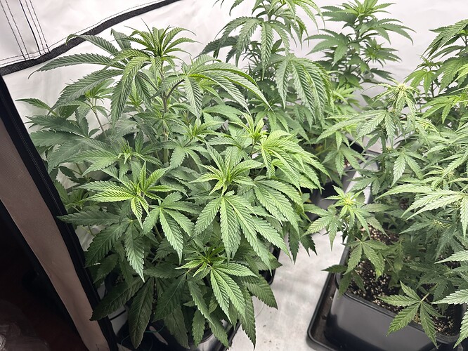 Growreport Bild 6