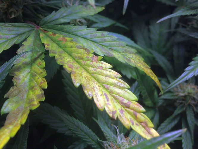 Growreport Bild 6