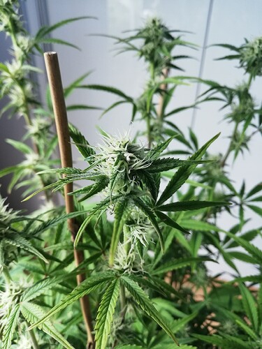 Growreport Bild 42