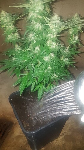 Growreport Bild 6