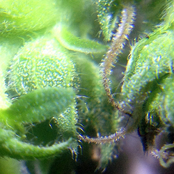 0711Lady1Trichome2