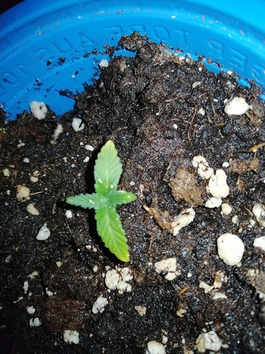 Growreport Bild 10