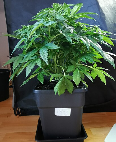 Growreport Bild 22