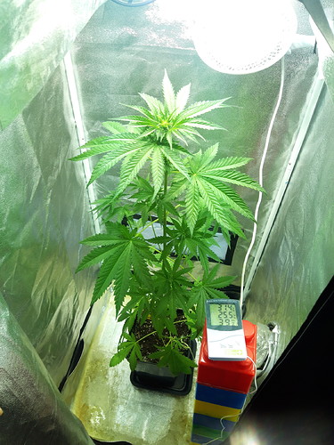 Growreport Bild 5