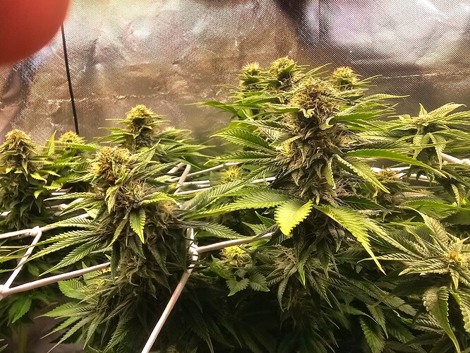 Growreport Bild 20