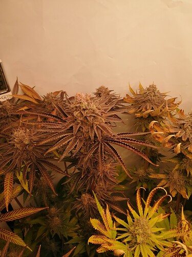 Growreport Bild 7