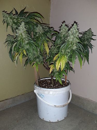 Growreport Bild 1
