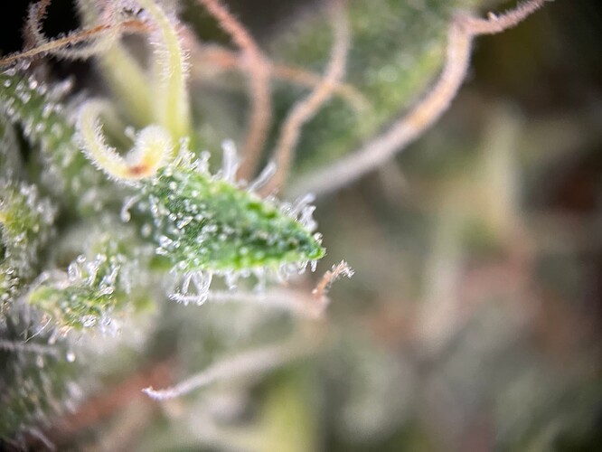 Growreport Bild 52