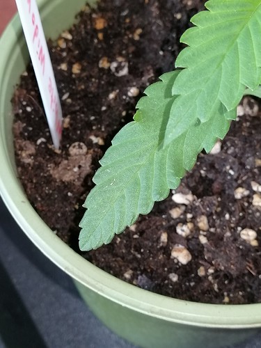 Growreport Bild 12
