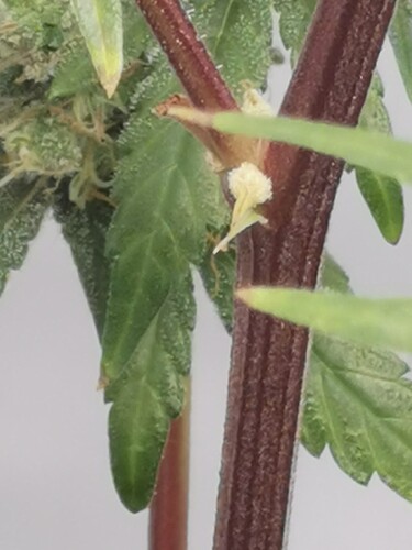 Growreport Bild 12