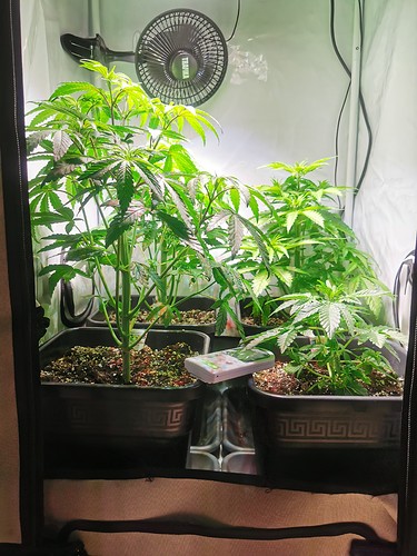 Growreport Bild 3