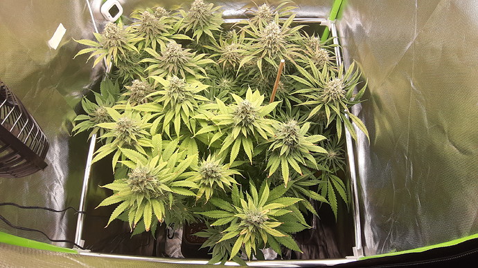 Growreport Bild 13