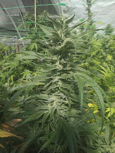 IMG_20231006_1212455421