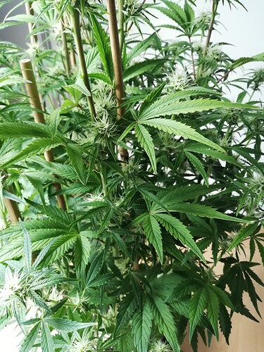Growreport Bild 45